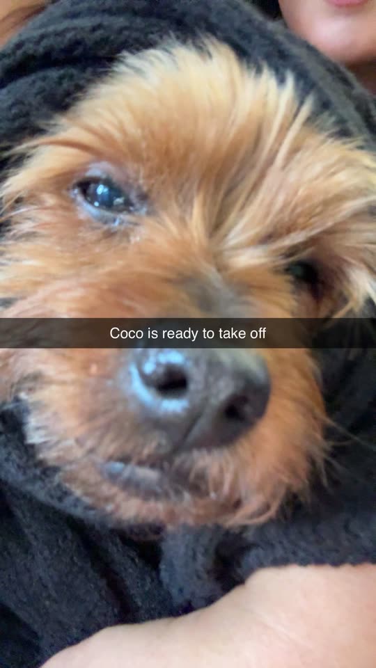 pardisscarello