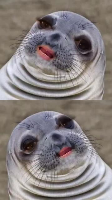 Preview for a Spotlight video that uses the Chatty Seal Lens