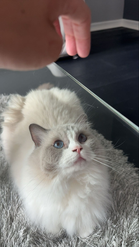 tabbylookofsky