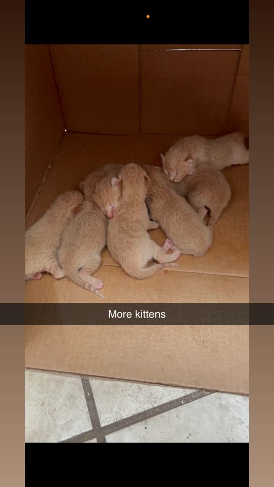 foreigngatita