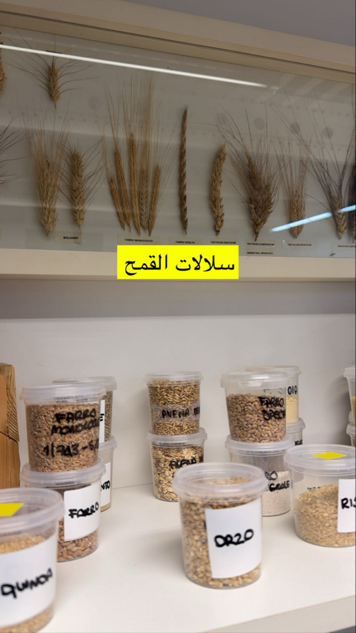 محتوى سناب شات لـ عمار العمار “DietsWiki"