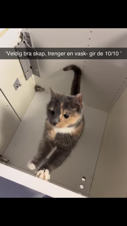 latexoglakk