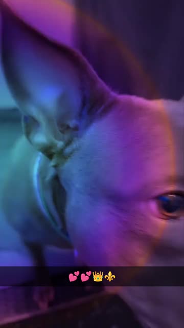 Preview for a Spotlight video that uses the Aura Light Leak Lens