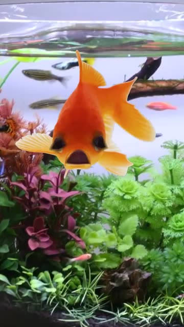 Preview for a Spotlight video that uses the Goldfish Lens