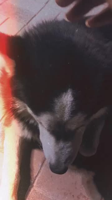 Preview for a Spotlight video that uses the sunrise Lens