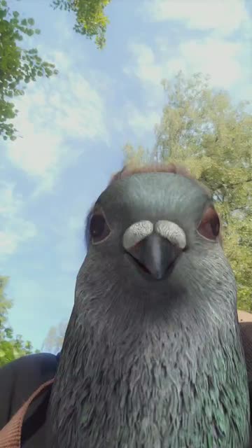 Preview for a Spotlight video that uses the Pigeon Lens