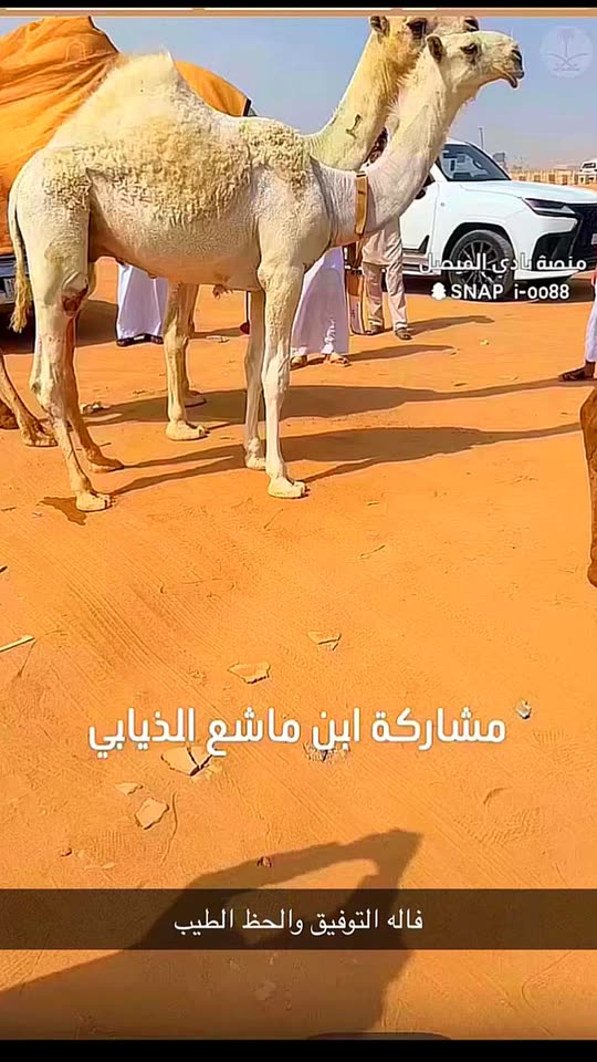 mmarzouq