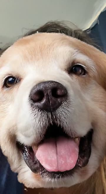 Preview for a Spotlight video that uses the Doggie jyii Lens