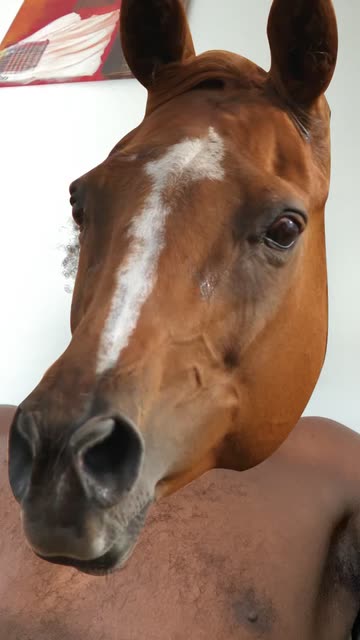 Preview for a Spotlight video that uses the Horse Face Lens