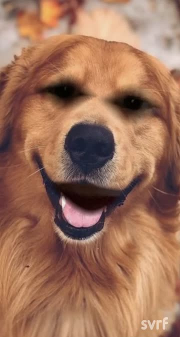 Preview for a Spotlight video that uses the Golden Retriever Lens