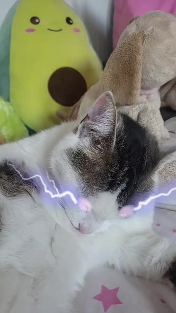 Preview for a Spotlight video that uses the Lightning cats Lens