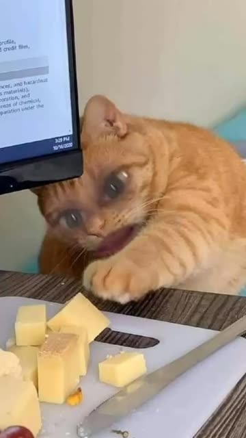 Preview for a Spotlight video that uses the Tired cat Lens