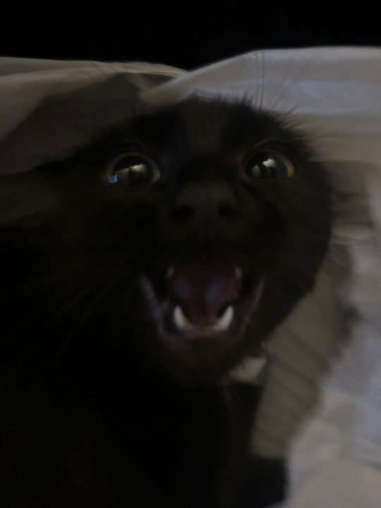 mkkrse