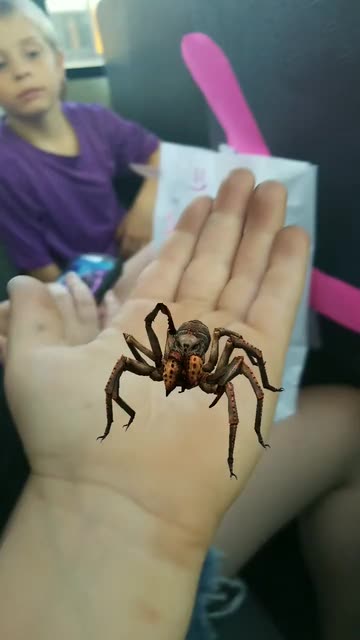 Preview for a Spotlight video that uses the Just a Spider Lens