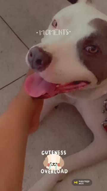 Preview for a Spotlight video that uses the Moments Lens