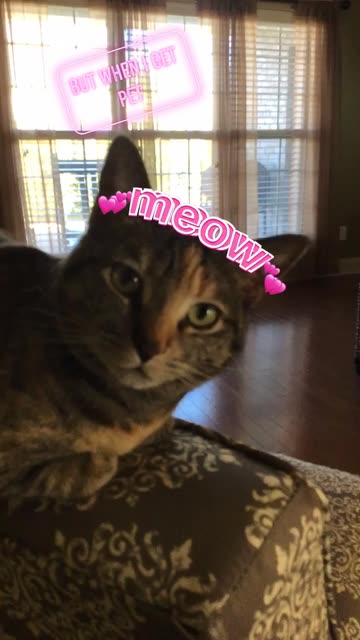 Preview for a Spotlight video that uses the Meow Lens