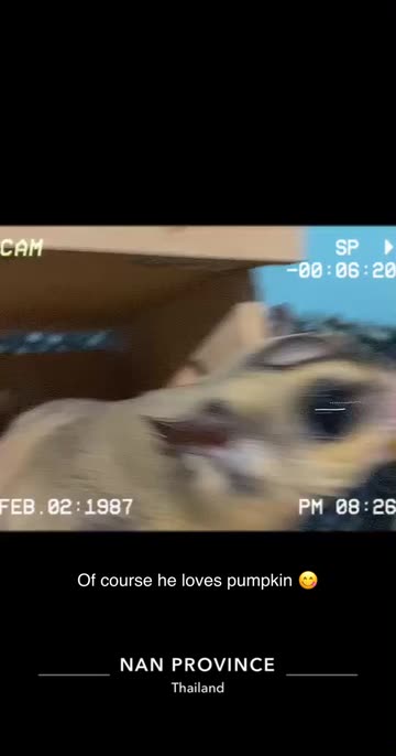 Preview for a Spotlight video that uses the videotape Lens