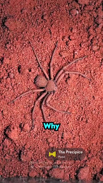 Biggest Spider In The World Videos
