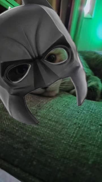 Preview for a Spotlight video that uses the BATMAN-PETS Lens