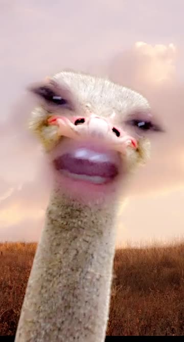funny smiling ostrich with teeth