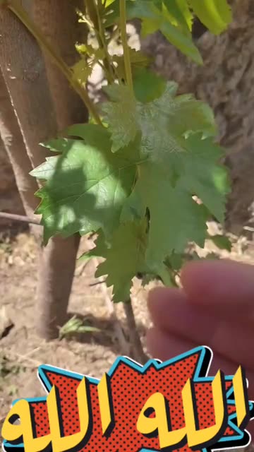 Preview for a Spotlight video that uses the uploat video photo Lens