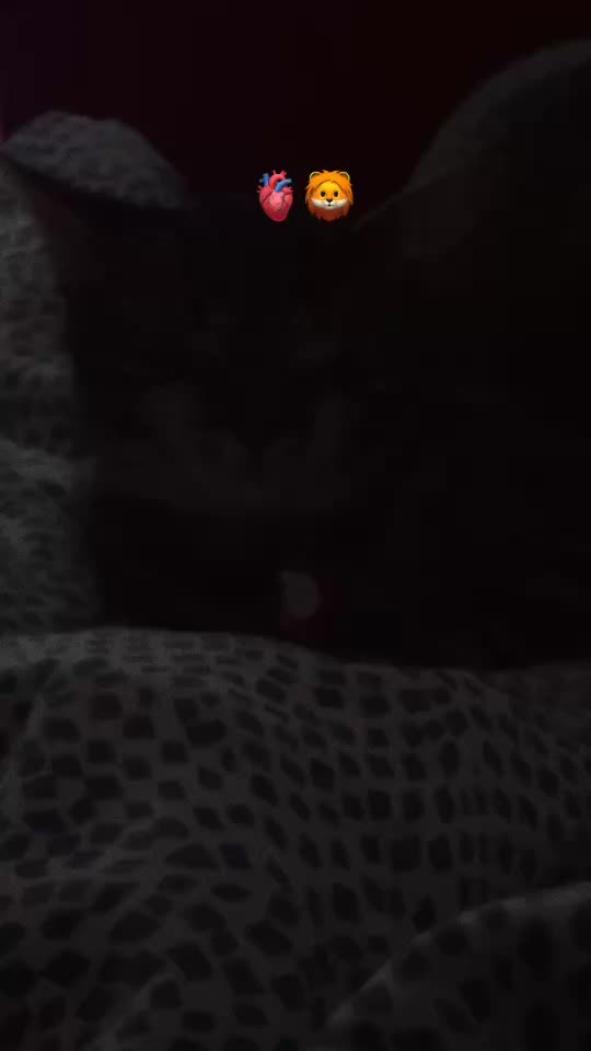 majcziofc