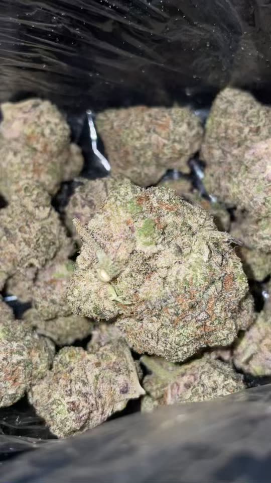 kz.zach