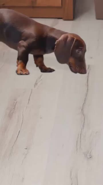 Preview for a Spotlight video that uses the Cat & Dog  Lens