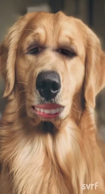 Preview for a Spotlight video that uses the Golden Retriever Lens