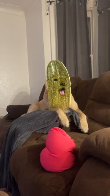 Preview for a Spotlight video that uses the Pickled Cucumber Lens