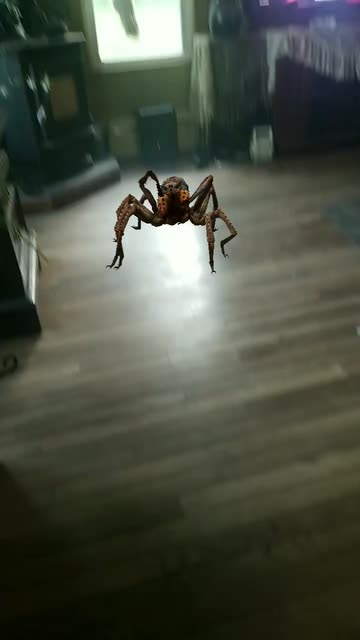 Preview for a Spotlight video that uses the Just a Spider Lens