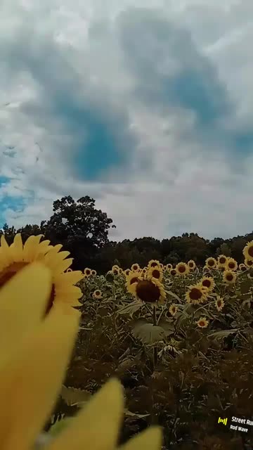 Preview for a Spotlight video that uses the Sunflower Lens