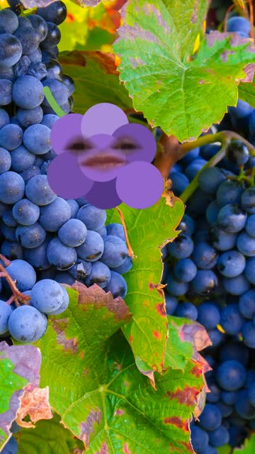 Preview for a Spotlight video that uses the grapes Lens