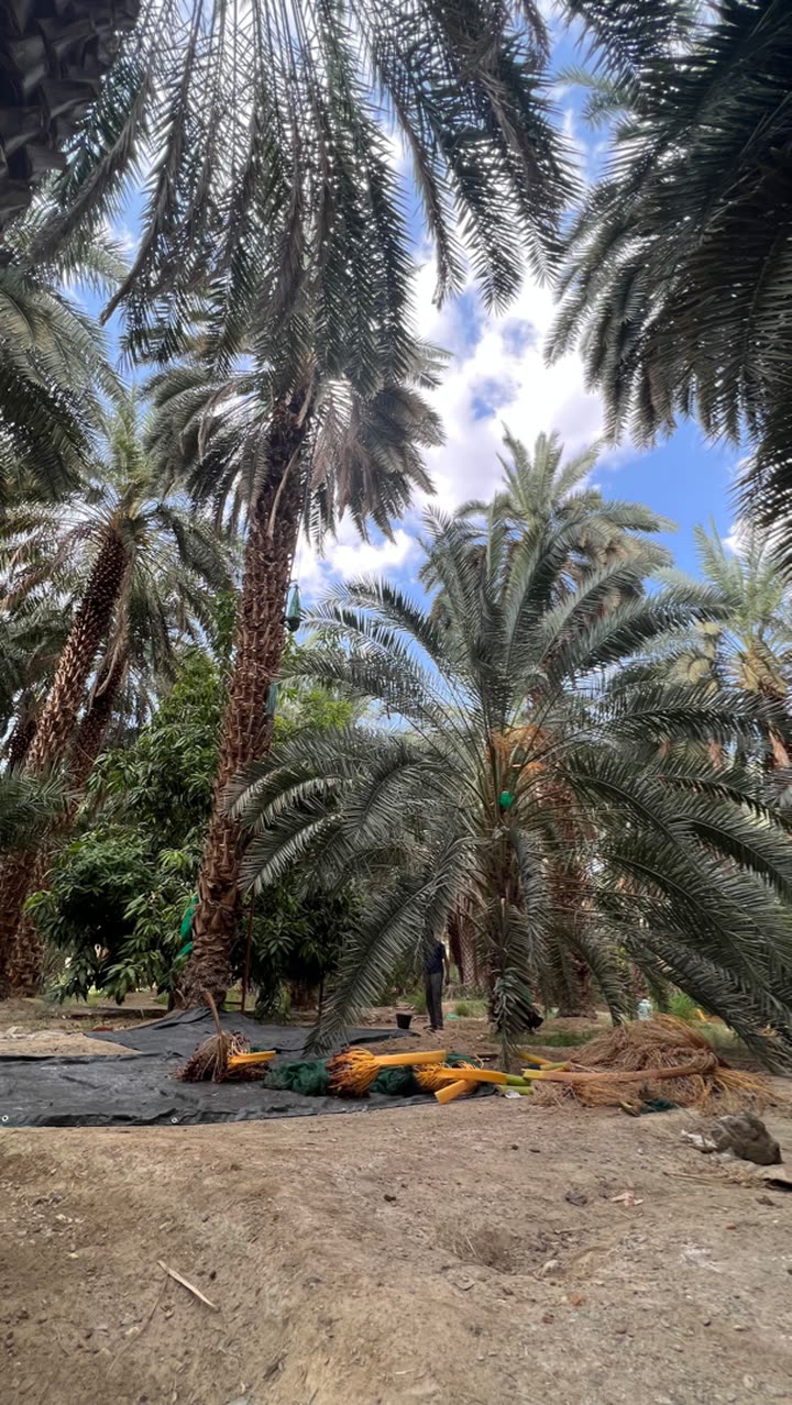 محتوى سناب شات لـ أحمد آل مسعود.