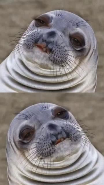Preview for a Spotlight video that uses the Chatty Seal Lens