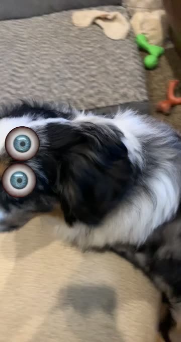 Preview for a Spotlight video that uses the CAT DOG BIG EYES Lens