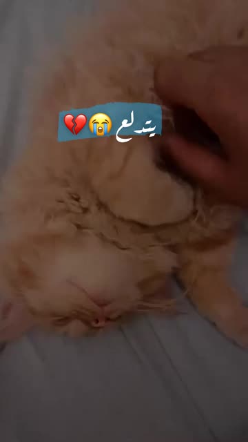 Preview for a Spotlight video that uses the catface Lens