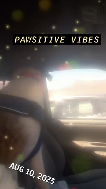 Preview for a Spotlight video that uses the Pineapple Glasses Lens