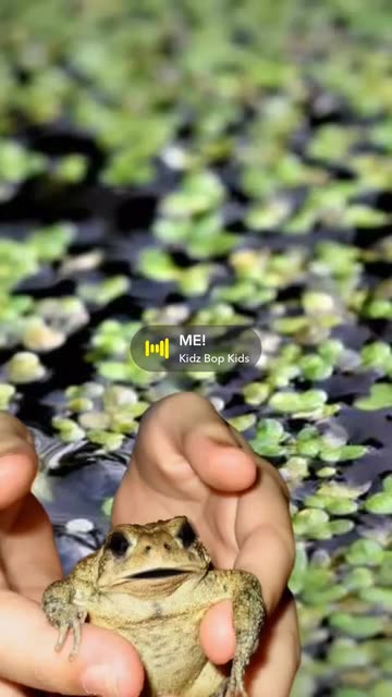 Preview for a Spotlight video that uses the frog and chill Lens
