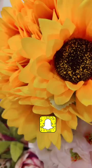 Preview for a Spotlight video that uses the Sunflower Lens