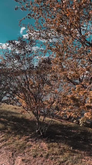 Preview for a Spotlight video that uses the cooffe Lens
