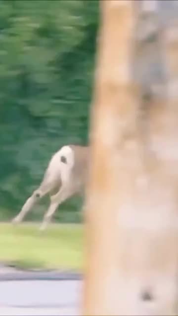 不是明猩