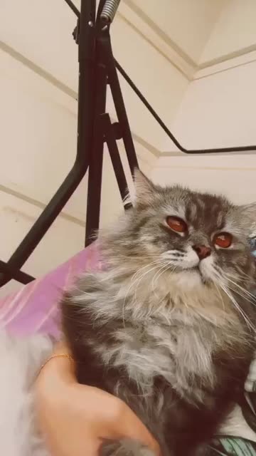 Preview for a Spotlight video that uses the Rose Lens