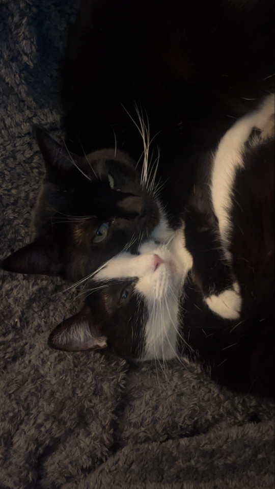 priddykittyx