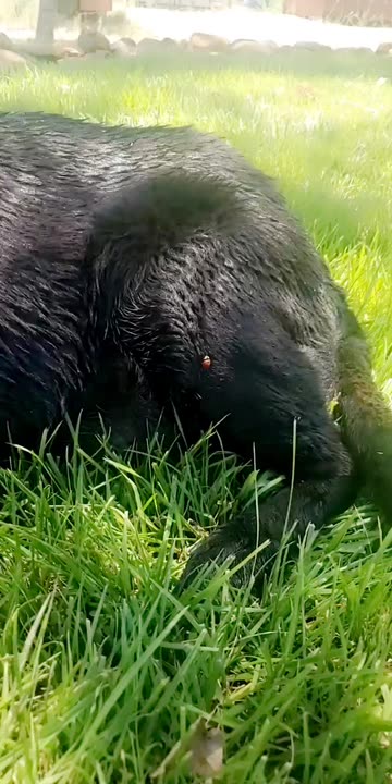 Preview for a Spotlight video that uses the Winnie the Pooh Lens