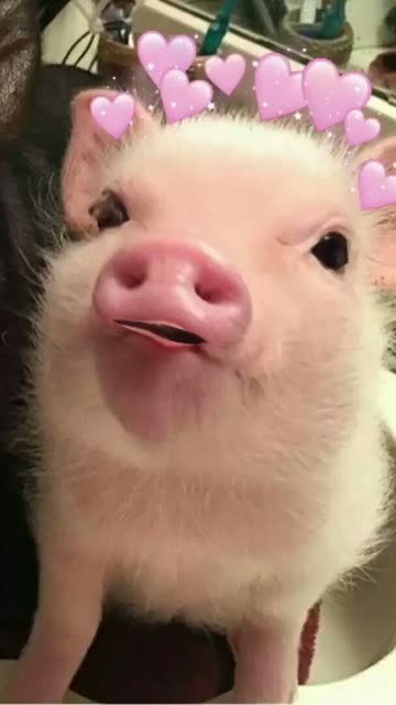 Preview for a Spotlight video that uses the Babi Ngepet Lens