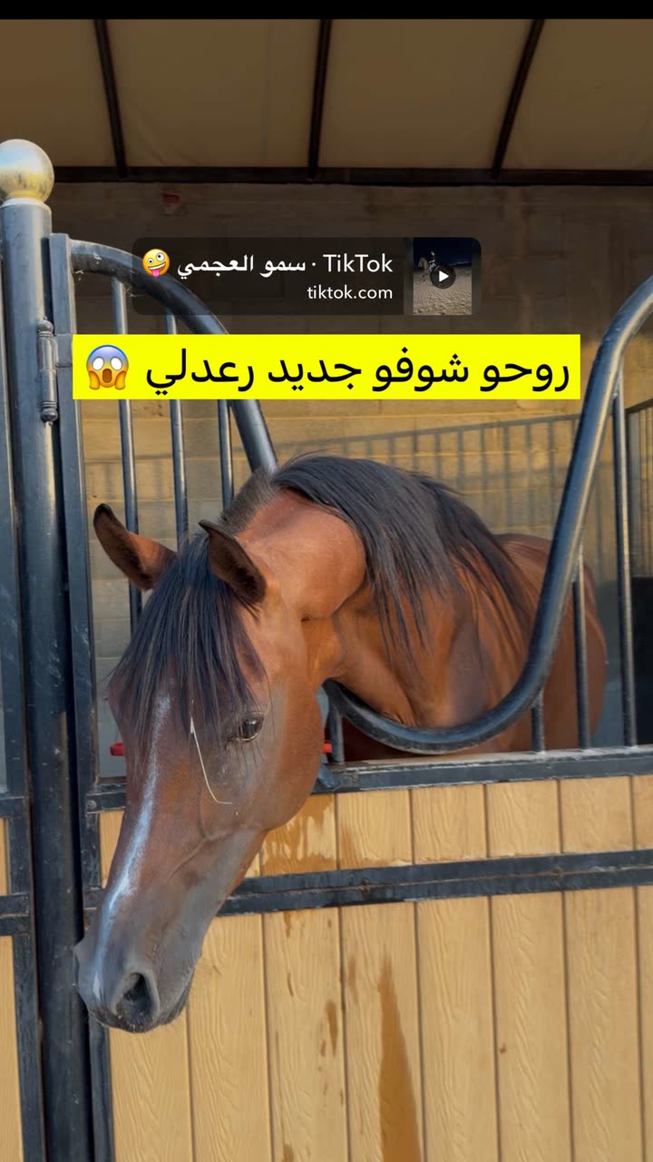 محتوى سناب شات لـ سمو العجمي المغتربة