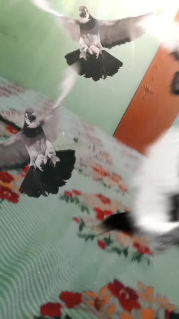 Preview for a Spotlight video that uses the Flying Pigeons  Lens