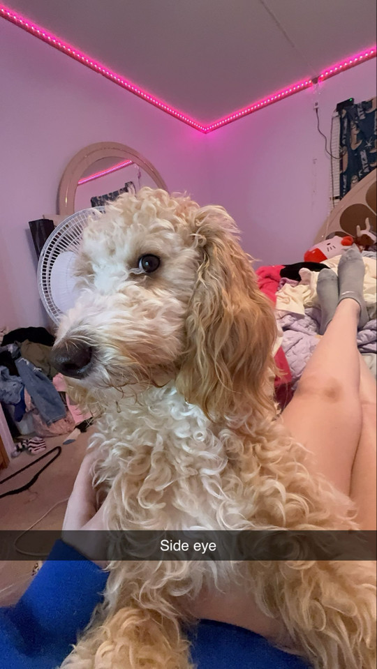 emilyabshire4