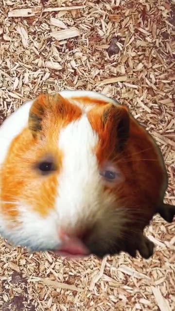 Preview for a Spotlight video that uses the Guinea Pig Face Lens